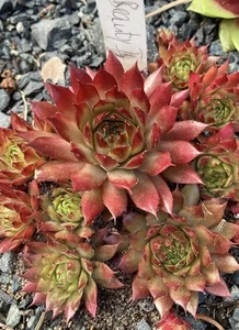 Sempervivum Winterbeauty || - Bild 1 von 1