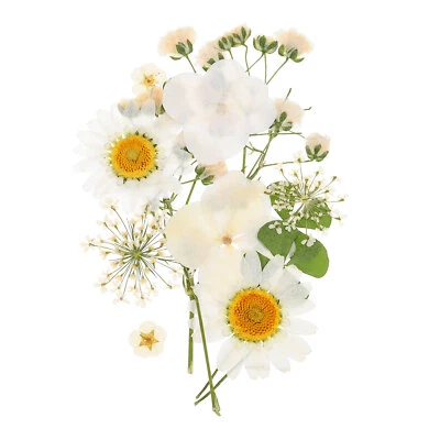 UXCELL Flores prensadas secas hojas secas reales flores prensadas para manualidades hágalo usted mismo blancas