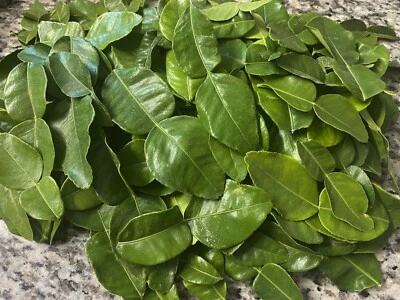 Hojas grandes de lima de café orgánico fresco 3 oz (80+ ct) elegidas antes del envío Foto 1 de 4