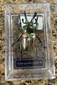 Käfer realistische Figur Insekt Phalacrognathus Muelleri Italien nummeriert - Bild 1 von 10