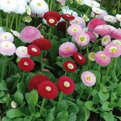 50+ English Daisy Super Enorma Mix seeds - Image 1 of 4