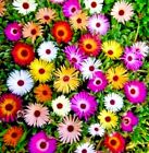 Flower - Mesembryanthemum Harlequin - 1800x Seeds - Livingstone Daisy