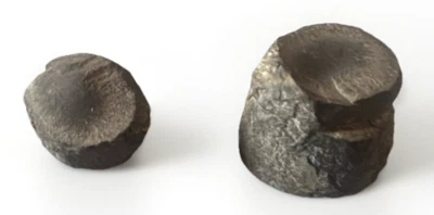 2 Petrified Bone Fossil Specimens Natural Collectible Mineral Rock Pieces - Image 1 of 4