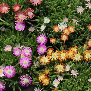 100+ Desert Jewels Ice Plant Seeds - Delosperma luckhoffii - Mixed Colors - Picture 1 of 1