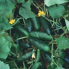 Marketmore 76 Cucumber Seeds, NON-GMO, Variety Sizes Sold, FREE SHIP