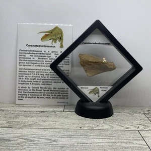 Carcharodontosaurus "African T-Rex" Dinosaur Bone Fossil in Display Case - Picture 1 of 10
