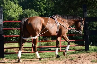 Leaders NEW Horse Equine Lunging Training System Lungeing Aid - Pessoa based - Image 1 of 4