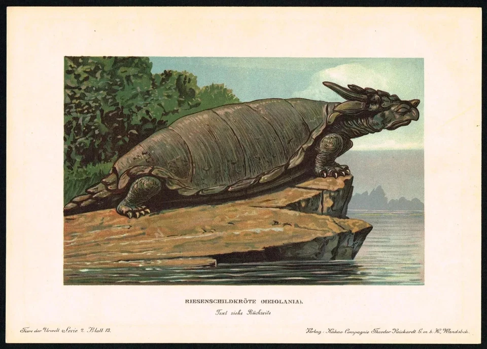 Meiolania Riesen Urschildkröte - Original deutsche Lithographie 1880er Jahre - Bild 1 von 4