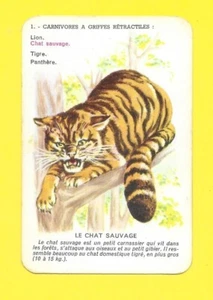 Carte - Carnivores à griffes rétractiles - Chat sauvage - Picture 1 of 2