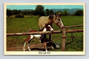 Postcard Mare And Colt Horses c1950s AI3 - Picture 1 of 2