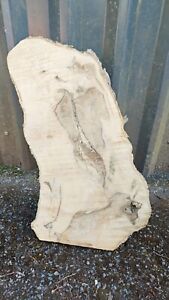 exotic white ash olive  slab plank about 60x25-30-32x9  Cm live edge rustic