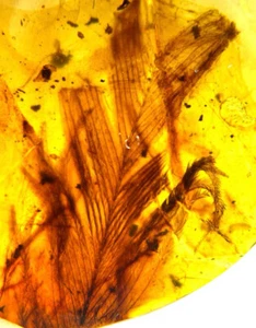 Cretaceous Fossil Burmese amber burmite rare insect feather amber Fossil Myanmar - Picture 1 of 5