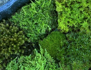 Live moss 6 types Star Sheet Cushion 6x9" tray +bonuses Terrarium plant uncommon - Picture 1 of 7