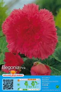 @ (◕‿◕)\\@ Begonia fimbriata - Gefranste Begonie " pink " Liefertermin - Bild 1 von 1