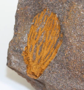 Crinoide, Caleidocrinus multiramus, Ordovizium, Caradoc, Zahorany, CZE -a784 - Picture 1 of 4