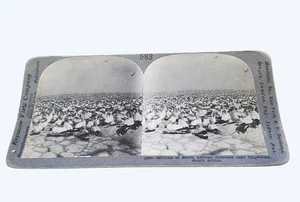 Antique Stereoview Card 583 South African Gannets Near Cape Town Scenic - Picture 1 of 3