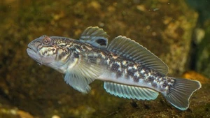 Zanderköder Grundeln 8-15 Cm Zander Aal Barsch Wels Hecht Raubfischangeln 20Stk - Bild 1 von 2