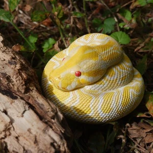 【In stock】 Statua serpente pitone molurus animale corpo celeste albino birmano - Foto 1 di 8