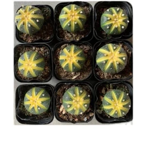 9PCS 3CM Pianta di Cactus Succulenta Astrophytum Asterias Pianta di Cactaceae Variegata - Foto 1 di 12
