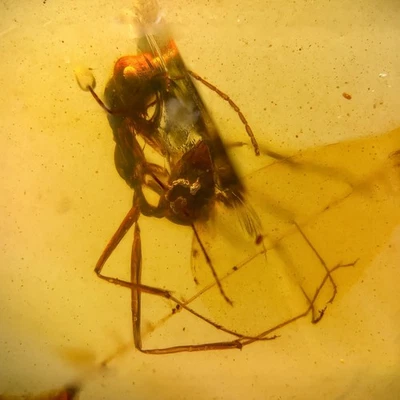 HELL ANT Haidomyrmex in Burmese / Burmite amber fossil / 100% genuine amber - Image 1 of 4