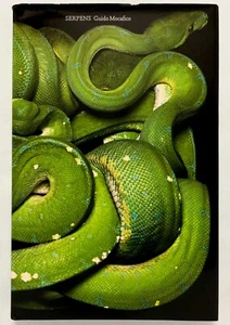 SERPENS - Guido Mocafico Steidl - Picture 1 of 2
