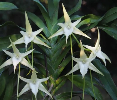 Виды африканских орхидей Angraecum sesquipedale — величественные белые цветы - Изображение 1 из 3