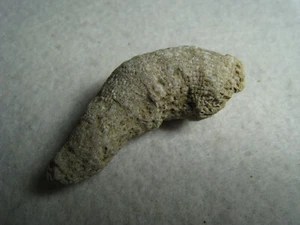 Fine Specimen Coral Horn Stone Ancient Fossil From Kansas City USA 24.1 Grams - Picture 1 of 16