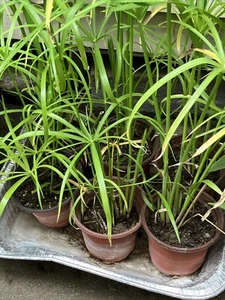 Fan Plant 4+ Bamboo Plants w/Roots Umbrella Palm (Cuperus) thuy truc - Picture 1 of 8