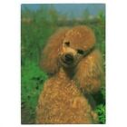 Russia (Ussr) Postcard 1990 "Apricot Poodle"