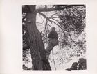 Original Press Photo Ww2 Tree Climbing With Rope Glenfeshie Kincraig 24.8.42 B