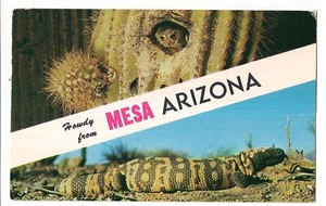 ELF OWL & GILA MONSTER Howdy MESA Name Band  Arizona Postcard AZ  1960 - Picture 1 of 2