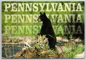 Postcard Pennsylvania Black Bear Wildlife Nature Scenic Forest River View - Picture 1 of 2