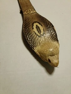 Cobra Skin Belt - Bild 1 von 5