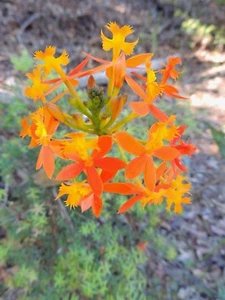 5 x CRUCIFIX ORCHID- 'ORANGE' Epidendrum Orchid LARGE flowering size - Picture 1 of 2