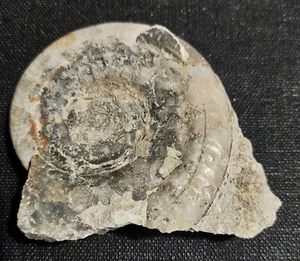 Ammonite hildoceras bifrons 65 mm sur gangue toarcien - Picture 1 of 5