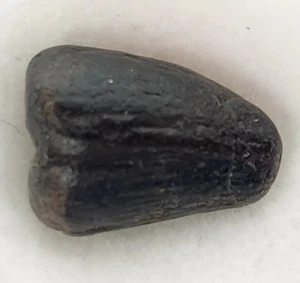 Machimosaurier 0,61" Zahnfossil - Wealden Fm. - Isle of Wight, UK - Bild 1 von 8