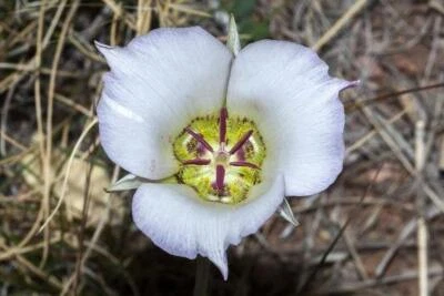 Calochortus ambiguus | Arizona Mariposa Lily | Waxy Mariposa Lily | 10 Seeds - Image 1 of 4
