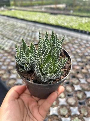 Haworthia Zebrina | Haworthiopsis | Indoor & Outdoor Succulent Plant in 4" Pot - Image 1 of 4