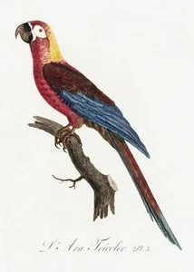Plate No. 5 Cuban red Macaw History of Parrots by Francois Levaillant Repro - Picture 1 of 2