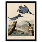 Audubon Birds America Belted Kingfisher Wall Art Print Framed 12x16
