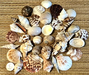 35 SMALL MEDIUM TO MEDIUM SEA SHELLS 1-3/8" UP TO 2-1/2" - CRAFT OR DECOR - Picture 1 of 6