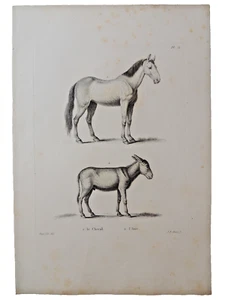 Gravure sur cuivre de Huet XVIIIe. Le Cheval, l'Ane - Picture 1 of 1