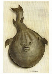 Postal Ippolito Salviani Orbis. Pescie Palombo (Pez) 1554 Biblioteca Británica Sin usar como nuevo - Imagen 1 de 1