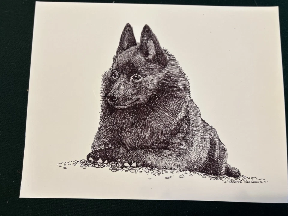 Черно-белый принт Schipperke от Martha Van Loan 8x10 - Изображение 1 из 1