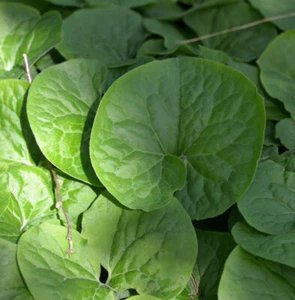 Kanadische Haselwurz - Asarum canadense - Bild 1 von 1