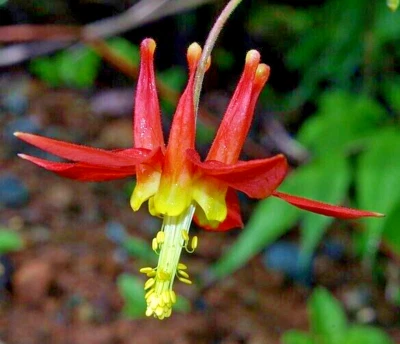 COLUMBINA ROJA OCCIDENTAL, 201 SEMILLAS, AQUILEGIA FORMOSA, SITKA COLUMBINE EE. UU., SIN TRANSGÉNICOS Foto 1 de 4