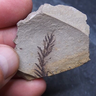 Sequoia leaves Fossil Plant Metasequoia sp. 9 - Image 1 of 4