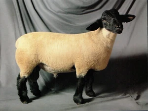 (143213) Sheep Suffolk Ewe Shearling Postcard - Bild 1 von 2