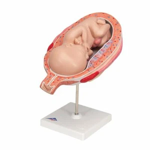 3B Scientific Fetus Model, 7° Mese Modello Anatomico Anatomia L10/8 Nuovo! - Foto 1 di 1