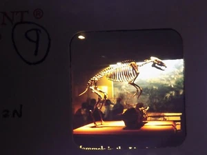 Stereo Realist-Format 3-D slide, Dinosaur Skeleton at Smithsonian 1980's - Picture 1 of 2